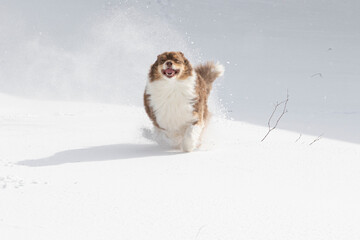 An Australian Shepherd enjoys winter and snow