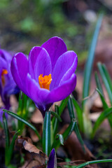 Crocus