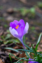 Crocus