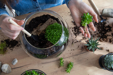 The woman is transplanting succulent in a glass vase on the table. Florarium with green...