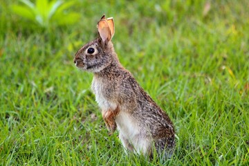 rabbit in the grass