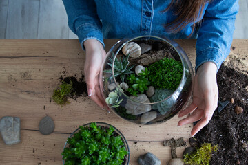 The woman is transplanting succulent in a glass vase on the table. Florarium with green...