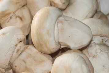 Amanita ponderosa mushroom of creamy white color with rusty tones, peeled for cooking, good edible, typical of the southwest of the Iberian Peninsula known there as 