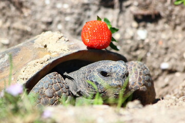 Gopher Tortoise