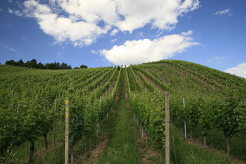 Fototapeta na wymiar Panorama winnic w Schwarzwaldzie 