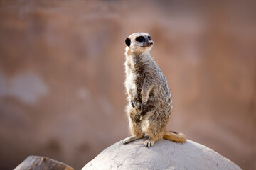 Meerkat standing on a Stone with room for copy