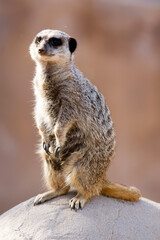 Meerkat standing on a Stone with room for copy