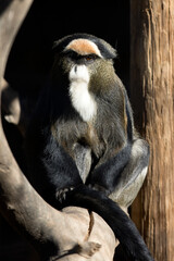 De Brazza's Monkey