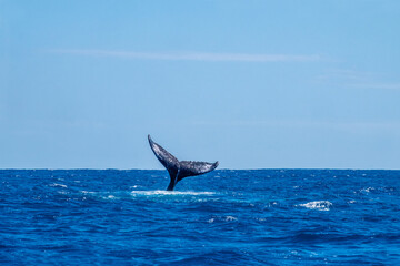 Fototapeta premium Humpback whale tail