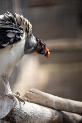 King Vulture sitting on a perch