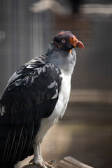 King Vulture sitting on a perch