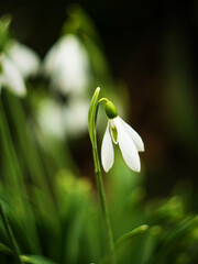 White fresh snowdrops flower ( Galanthus ) on green meadow in sunny garden . Easter spring background banner panorama