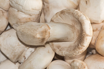 Amanita ponderosa mushroom of creamy white color with rusty tones, peeled for cooking, good edible, typical of the southwest of the Iberian Peninsula known there as 