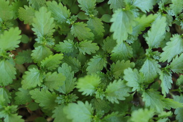 MENTA