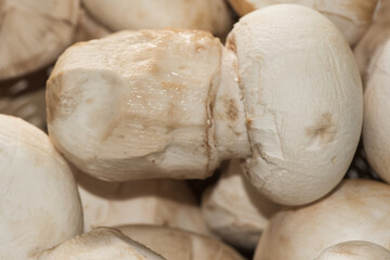 Amanita ponderosa mushroom of creamy white color with rusty tones, peeled for cooking, good edible, typical of the southwest of the Iberian Peninsula known there as 