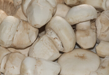 Amanita ponderosa mushroom of creamy white color with rusty tones, peeled for cooking, good edible, typical of the southwest of the Iberian Peninsula known there as 