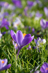 Krokusse, lila Frühlingsblumen auf einer Wiese, Nahaufnahme