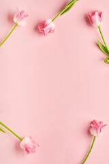 Pink tulips on pink background. Floral pattern. Greeting card. Space for text.