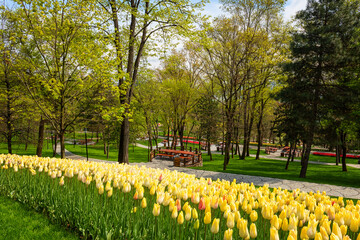 Obraz premium Beautiful spring garden, famous turkish park Emirgan Korusu in Istanbul during tulip festival, Turkey. Outdoor travel background, nature landscape