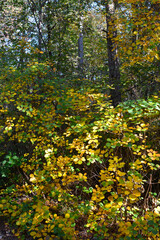 Obraz premium The autumn landscape near Malchina in Friuli-Venezia Giulia in North East Italy 
