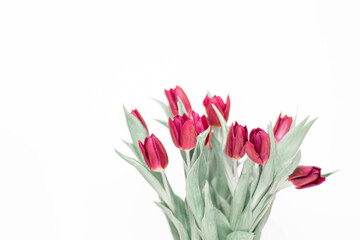 bouquet, leaf, green, white, red, nature, isolated, tulip, beauty, flower, blossom, plant, background, gift, spring, beautiful, color, petal, floral, pink, holiday, stem, bloom, love, fresh, bright, f
