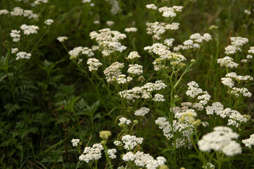 Medicinal wild herb Yarrow Achillea millefolilium. The plant during flowering in a field