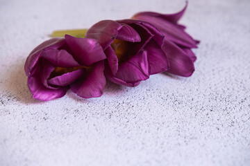 color, tulip, background, isolated, plant, burgundy, purple, light, beauty, bright, green, white, flower, beautiful, nature, spring, head, leaf, petal, woman, bouquet, natural, bloom, floral, protect,