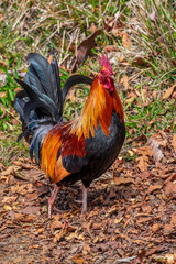 Feral rooster, Kauai, Hawaii, USA.