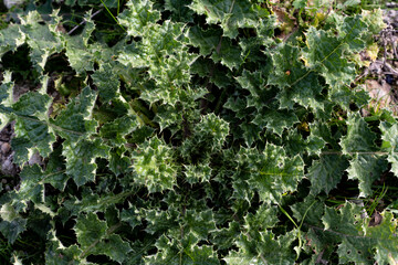 textura de hojas de cardo verde cenital