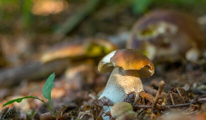 Grzyb prawdziwek las jesień © Piotr