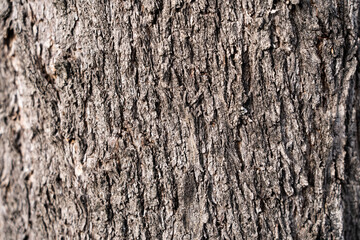 textura abstracta de corteza de árbol viejo