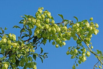 Weibliche Blüten vom Hopfen, Humulus lupulus