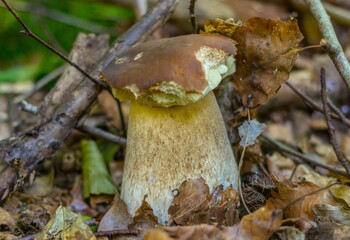 Grzyb prawdziwek las jesień © Piotr