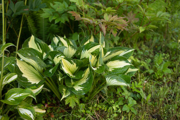 The green leaves of Hosta plant in summer garden