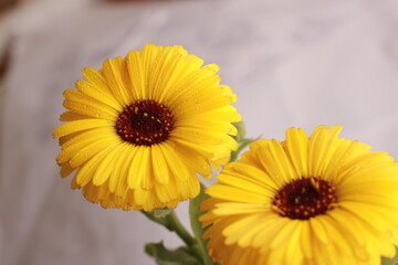 Beautiful  Yellow Jarbera flower with bright colours. Flower background for seasons greetings 