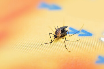 Close up of mosquito the blood filled full belly.   