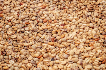 Kauai Coffee beans drying, Kauai, Hawaii, USA.