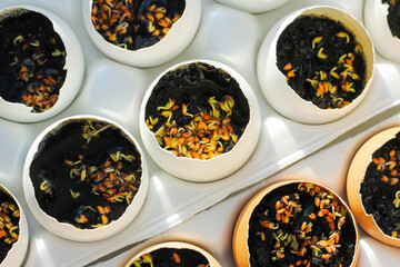 seedlings in an egg. sprouted plant seeds sown in eggshells. Seed germination. Selective soft focus.