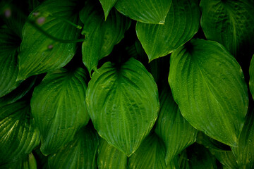 The green leaves of Hosta plant in summer garden