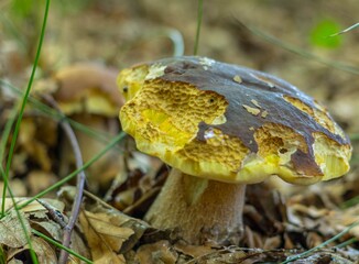 Grzyb prawdziwek las jesień © Piotr