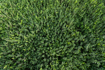 textura cenital de bosque de urtica verde