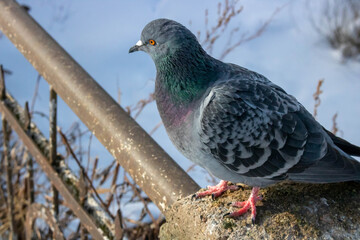 Pigeon on the railing of the pedestrian bridge in the park in winter