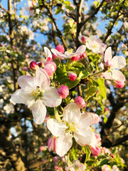 Close up image of blooming apple tree with white and pink flowers, blue sky, springtime.