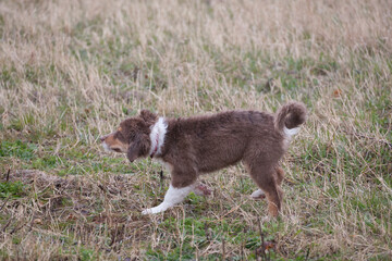 A young Australian Shepherd is playing and posing for a photographer