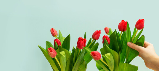 bouquet of red tulips in hand, collecting a bouquet of flowers