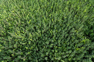 textura cenital de bosque de urtica verde