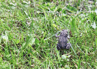 frog sitting on the green grass. Rana temporaria - European common frog