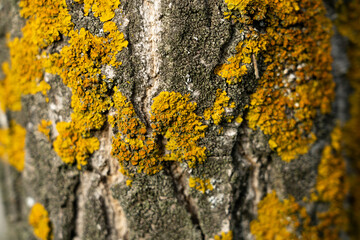 textura de corteza de árbol con liquen amarillo