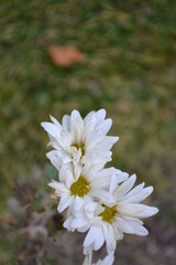 Moments before Spring has sprung. 