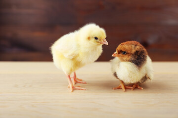 small chicks are on wooden background  close up with copy space